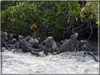 foto Flora e la fauna della Isole Galapagos